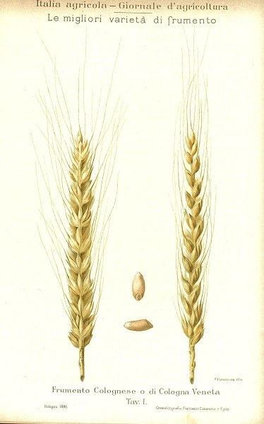 Tavola di Frumento Colognese o di Cologna Veneta tratta da L’Italia Agricola del 30-09-1908