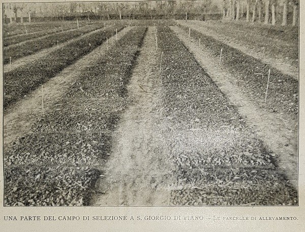 Una parte del campo di selezione a San Giorgio del Piano, tratto da Giornale di agricoltura della domenica del 31-03-1912