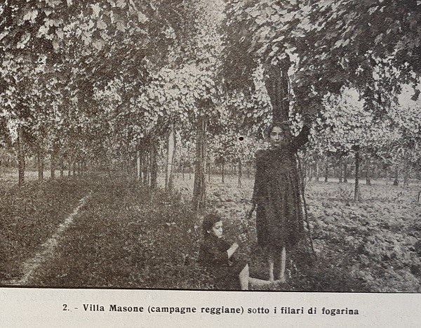 Fanciulle a Villa Masone (RE) sotto i filari di fogarina tratto da Giornale di agricoltura della domenica 12-11-1922