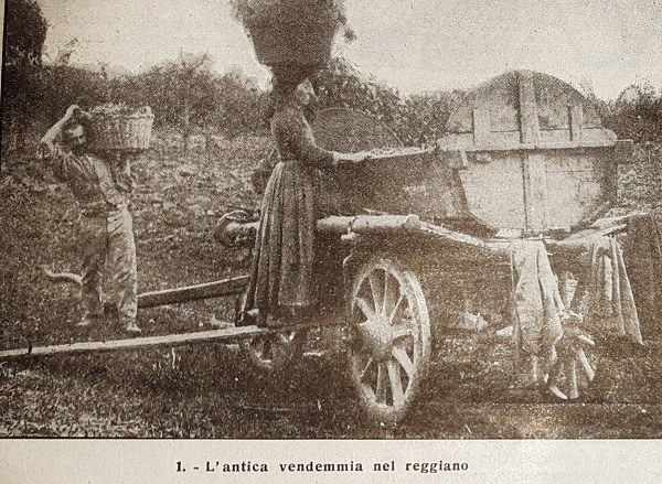 L’antica vendemmia nel Reggiano tratto da Giornale di agricoltura della domenica,12 novembre 1922