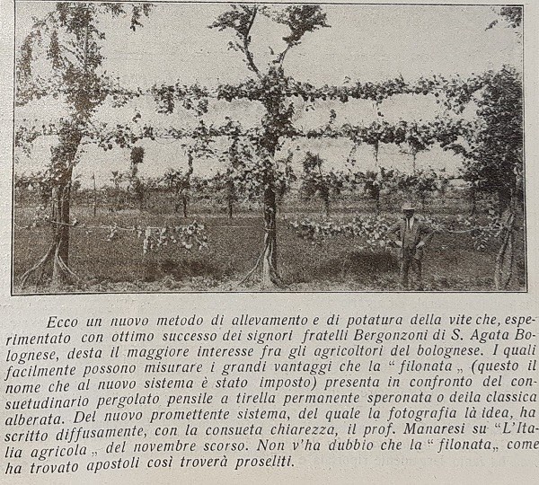 Nuovo metodo di allevamento e potatura della vite a S. Agata tratto da Giornale di agricoltura della domenica, 17-12-1922