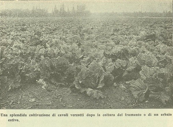 Coltivazione di cavoli verzotti  tratto da Ferruccio Zago, Coltivazioni secondarie e prodotti alimentari, L'Italia Agricola, 15-05-1918