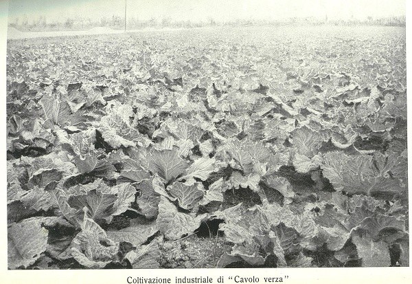 Coltivazione industriale di cavolo verza tratto da Ferruccio Zago, Per una estesa coltivazione dei cavoli verzotti, L'Italia Agricola,  15-07-1919