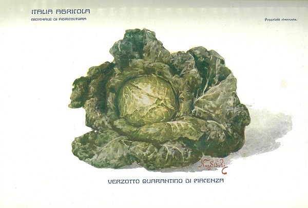 Tavola di Nazzareno Sidoli tratta da Ferruccio Zago, Verzotto quarantino di Piacenza, L'Italia Agricola, 15-04-1911