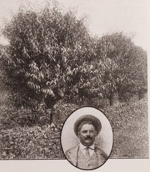 Filare di peschi con l’immagine del fattore Eugenio Gardenghi a Massalombarda tratto da Giornale di agricoltura della Domenica, 28-07-1913