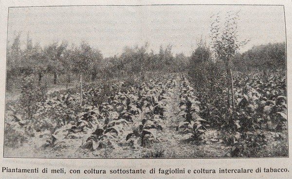 Piantamento di meli con coltura sottostante di fagiolini e coltura intercalare di tabacco tratto da Giornale di agricoltura della Domenica, 28-07-1913