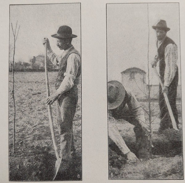 Uomini che impiantano alberi da frutto tratto da L'Italia Agricola, 15 gennaio 1923