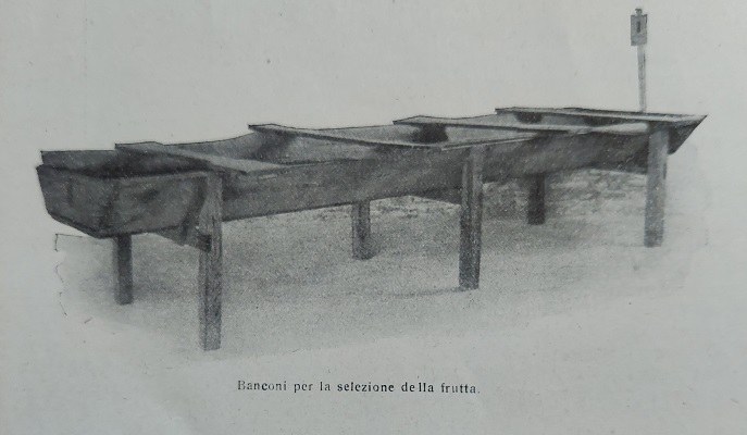 Banconi per la selezione della frutta tratto da L'Italia Agricola, 15 gennaio 1923