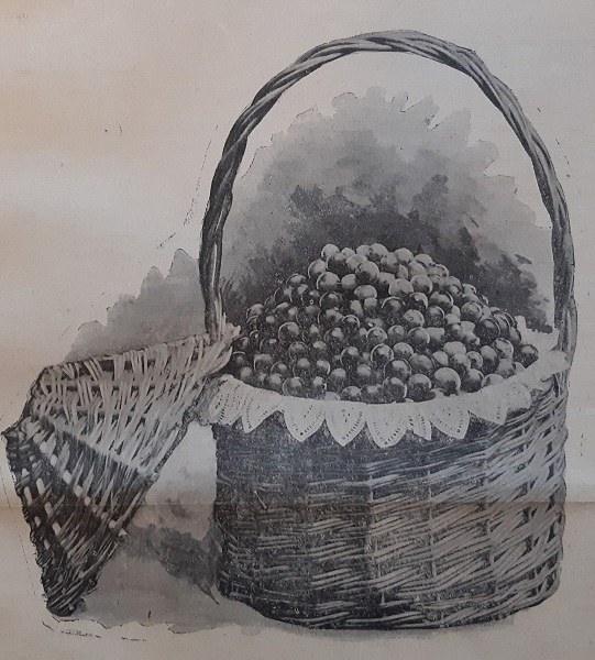Ceste per l'imballaggio dell'uva da tavola tratto da Giornale di agricoltura della Domenica, 16 marzo 1902