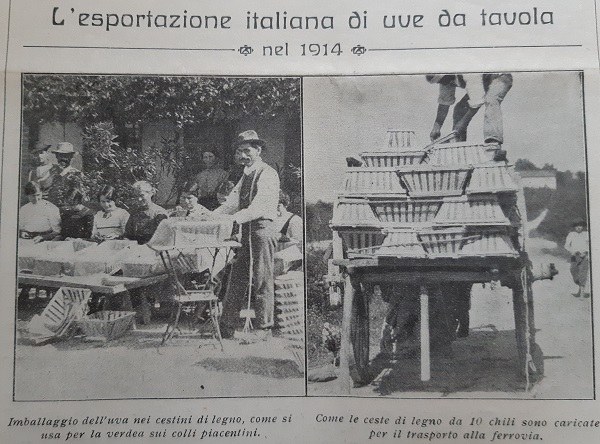 A sinistra imballaggio dell'uva nei cestini di legno, a destra come le ceste di legno da 10 kg sono caricate per il trasporto alla ferrovia tratto da Giornale di agricoltura della Domenica, 13-12-1914