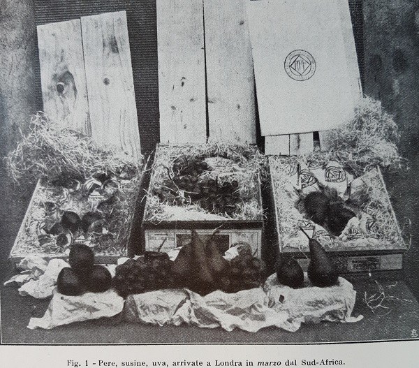 Pere, susine e uva arrivate a Londra in marzo dal Sudafrica tratto da L'Italia Agricola, dicembre 1927