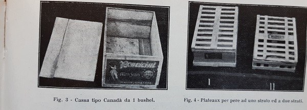 A sinistra cassa di tipo Canadà da 1 bushel, a destra plateaux per pere a 1 e a 2 strati tratto da L'Italia Agricola, dicembre 1927