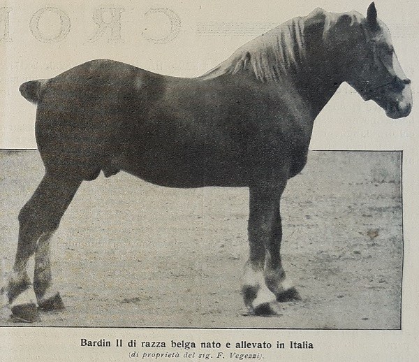 Bardin II di razza belga nato ed allevato in Italia tratto da Giornale di agricoltura della domenica, 11-05-1913