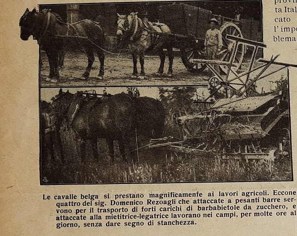 Cavalle belga di proprietà di Domenico Rezoagli tratto da Giornale di agricoltura della domenica, 04-05-1913