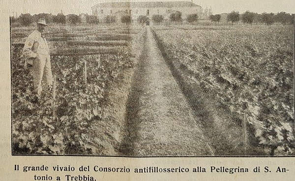 Il grande vivaio del Consorzio antifilosserico alla Pellegrina di Sant’Antonio da Giornale di agricoltura della domenica, 11-05-1913