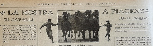 Testatina, titolo e foto La mostra a Piacenza di cavalli 10-11 maggio tratto da Giornale di agricoltura della domenica, 04-05-1913