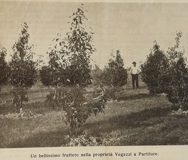 Un frutteto di proprietà Vegezzi a Partitore tratto da Giornale di agricoltura della domenica, 11-05-1913