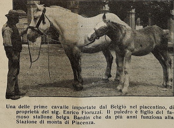 Una delle prime cavalle importate dal Belgio (proprietà di Enrico Fioruzzi) tratto da Giornale di agricoltura della domenica, 04-05-1913
