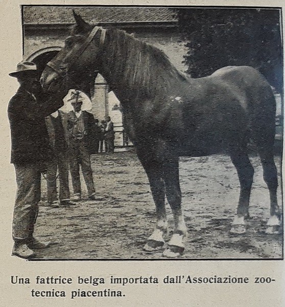 Una fattrice belga importata dall’Associazione zootecnica piacentina tratto da Giornale di agricoltura della domenica, 04-05-1913