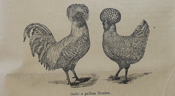 Gallo e gallina Houdan tratto da G. Cecchetti  Inaugurandosi le Esposizioni di Piacenza, in Giornale di agricoltura della domenica 09-08-1903