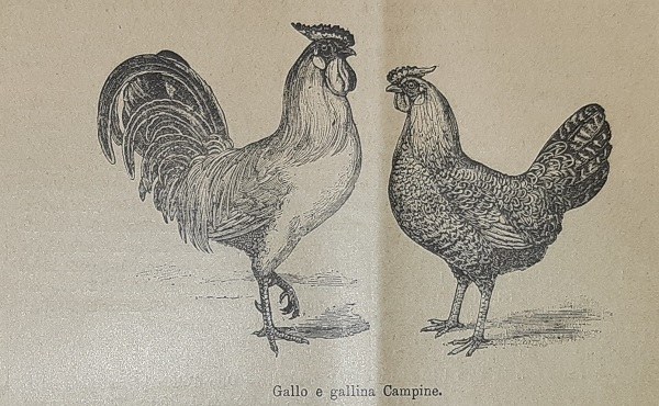 Gallo e gallina Campine tratto da G. Cecchetti  Inaugurandosi le Esposizioni di Piacenza, in Giornale di agricoltura della domenica 09-08-1903