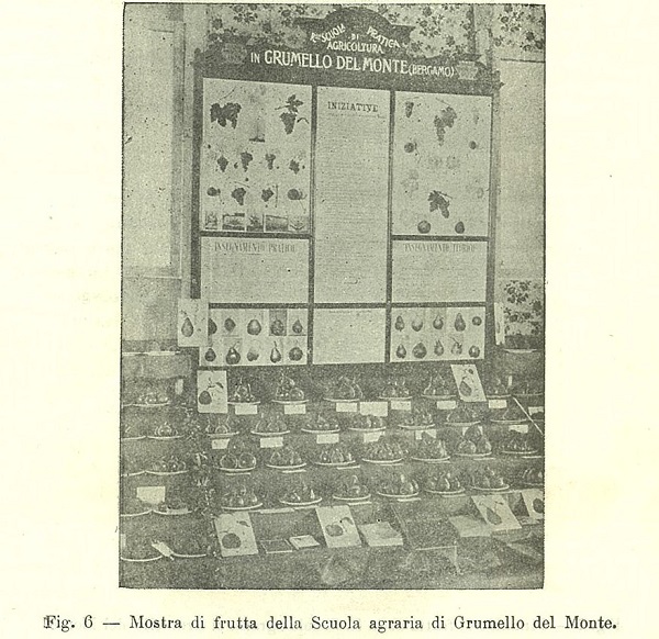 Mostra di frutta della Scuola agraria di Grumello del Monte tratto da Almanacco dell'Italia Agricola 1903