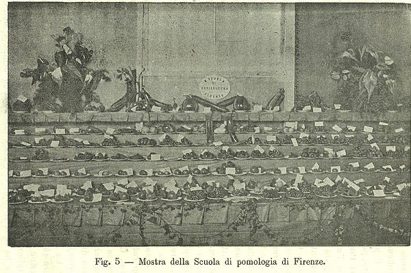 Mostra della Scuola di pomologia di Firenze tratto da Almanacco dell'Italia Agricola 1903