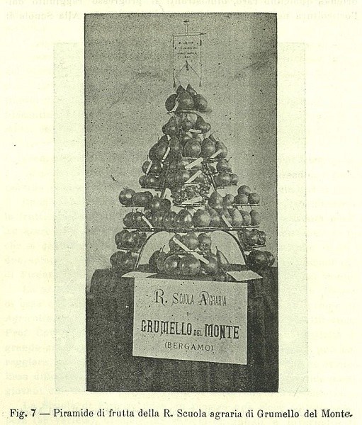 Piramide di frutta della Regia scuola agraria di Grumello del Monte tratto da Almanacco dell'Italia Agricola 1903