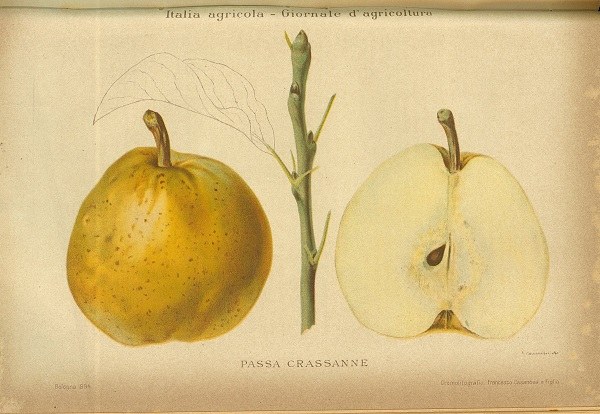 Disegno Pera Passa Crassane, intera e sezione tratto da Italia Agricola, 30 dicembre 1894