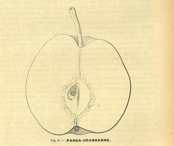 Pera Passa Crassane tratto da Italia Agricola, 30 dicembre 1894