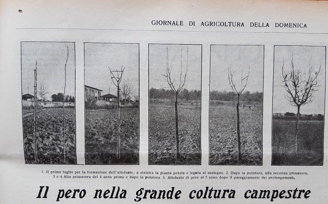 Il pero nella grande coltura campestre tratto da Il Giornale di agricoltura della domenica, 13-05-1923