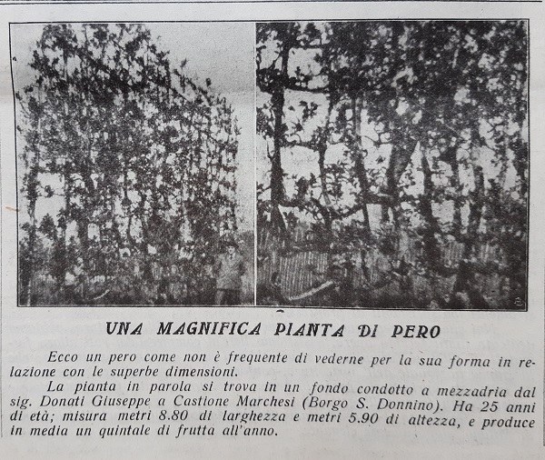 Una magnifica pianta di pero tratta da Giornale di agricoltura della domenica 24-06-1923