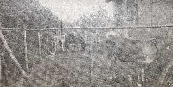 Area esterna al podere tratto da L’Esposizione circondariale bovina del 15 settembre a Borgo San Donnino di N. Bendandi, Giornale di agricoltura della domenica, 15-09-1912