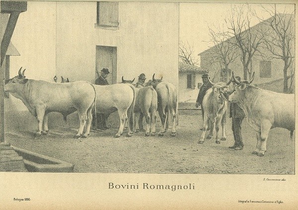 Bovini romagnoli tratto da Tori romagnoli di A. Aducco, L'Italia Agricola, 30-08-1896
