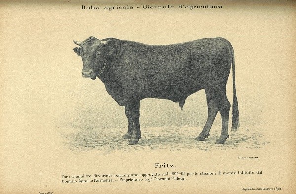 Il toro Fritz tratto da Miglioramento della varietà bovina parmigiana, L'Italia Agricola, 15-02-1896