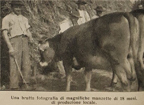 Manzette di produzione locale tratto da L’Esposizione circondariale bovina del 15 settembre a Borgo San Donnino di N. Bendandi, Giornale di agricoltura della domenica, 15-09-1912