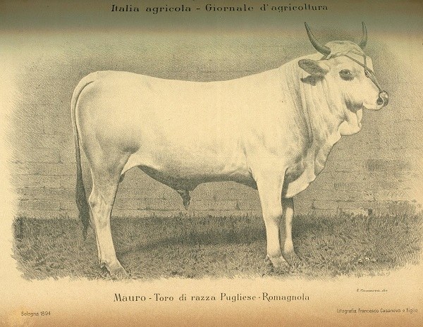 Mauro toro di razza pugliese romagnola tratto da L'Italia Agricola, 15-04-1894
