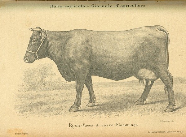Rosa tratto da Rosa vacca di razza fiamminga di E. Fioruzzi, L'Italia Agricola, 28-02-1894