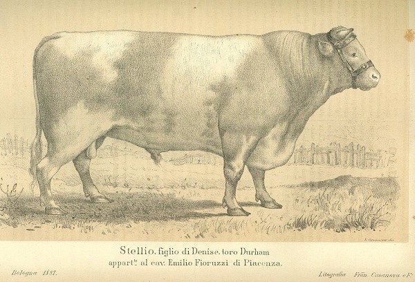 Il toro Stellio tratto da L’Italia agricola, 12-02-1888