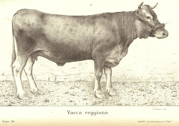 Vacca Reggiana tratto da L'origine e la parentela della varietà bovina reggiana di A. Zanelli, L'Italia Agricola, 15-07-1892