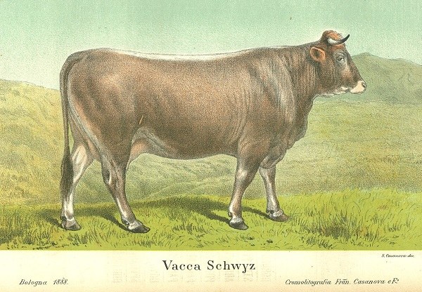 Vacca Svizzera (Schwyz) tratto da L'Italia Agricola, 13-05-1888