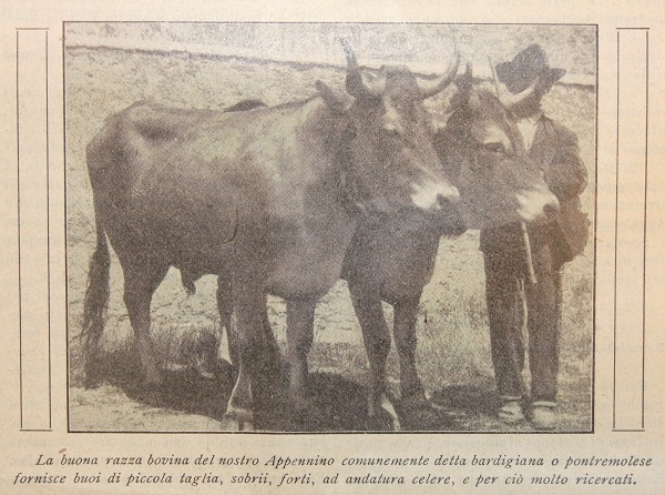 Buoi di razza bardigiana o pontremolese dell'Appennino piacentino tratto da Il Giornale di agricoltura della domenica, 4 febbraio 1912