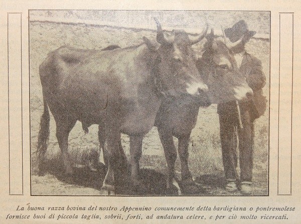 3-Un lembo dell’Appennino emiliano, in Giornale di agricoltura della domenica, 4 febbraio 1912, pp. 36-37