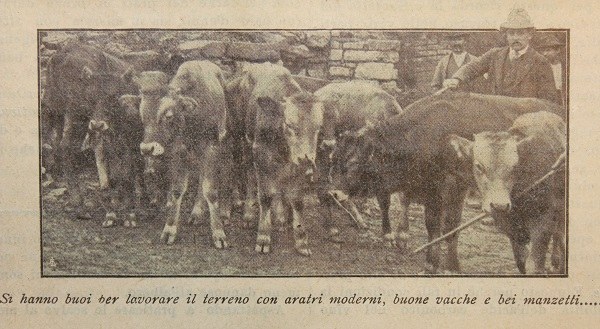 Buoi, vacche e manzetti tratto da Il Giornale di agricoltura della domenica, 4 febbraio 1912