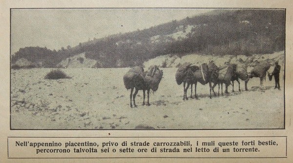 Nell'Appennino piacentino i muli talvolta percorrono 6 o 7 ore di strada nel letto di un torrente tratto da Il Giornale di agricoltura della domenica, 4 febbraio 1912