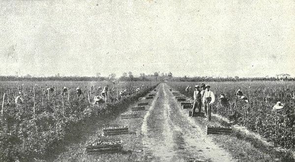 Un campo di pomodoro in un periodo di raccolta
