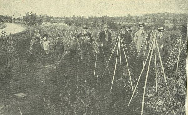 Un campo di pomodoro in un periodo di raccolta fratelli Mutti