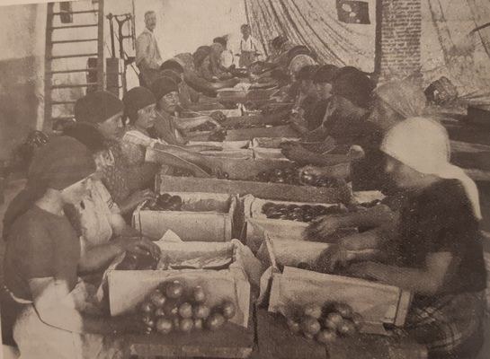 Impacco di pomodori olandesi nei magazzini di Fedinando Zerioli di Castel San Giovanni