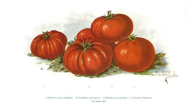Tavola a colori quattro varieta di pomodori 1912 F. Zago Buone varieta di pomodoro