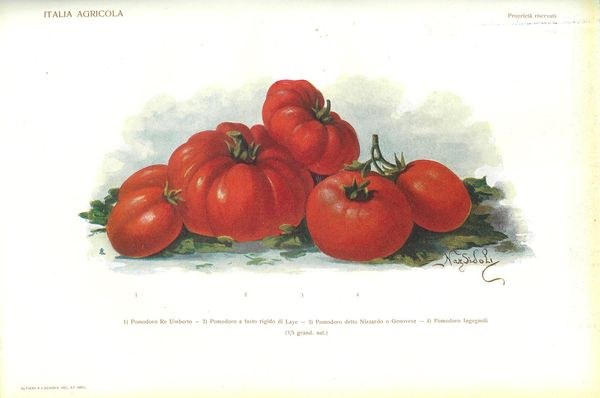 Tavola a colori raffigurante quattro varietà di pomodori 1912 Ferruccio Zago, Varietà di pomidoro per la grande e piccola coltura